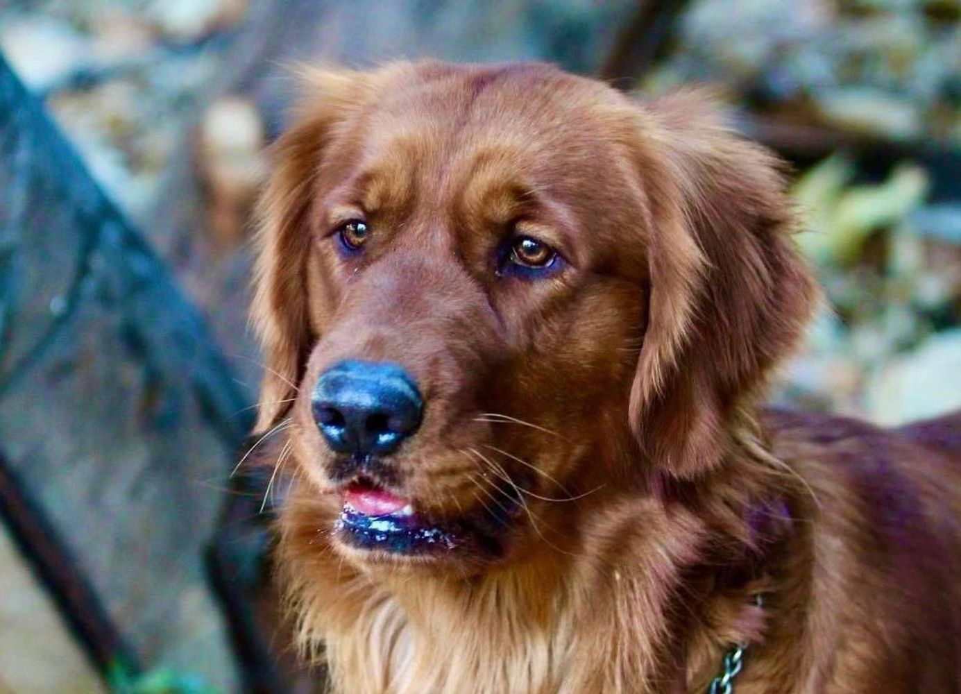 Akc golden retriever hot sale breeders near me